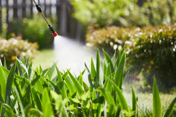 24/7 Emergency Termite Control experts in Kannapolis, NC