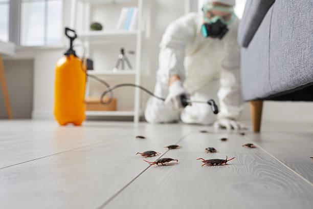 Affordable Termite Control solutions in Kannapolis, NC